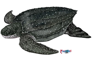 andaman nicobar- Leatherback sea turtle